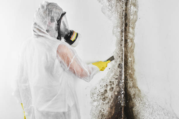 Best Attic Mold Removal  in Haughton, LA