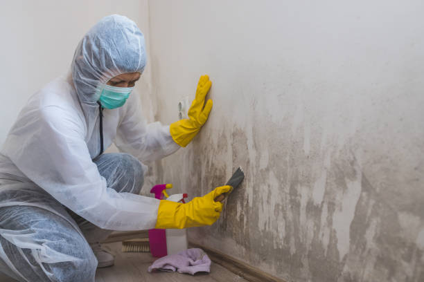 Best Local Mold Removal Service  in Haughton, LA