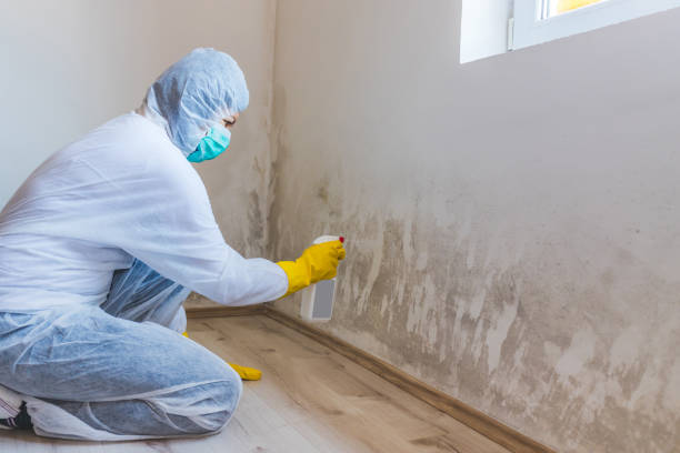 Best Mold Damage Repair  in Haughton, LA