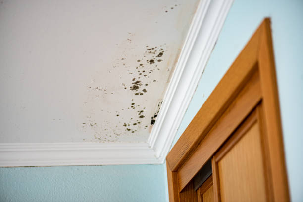 Best Toxic Mold Removal  in Haughton, LA