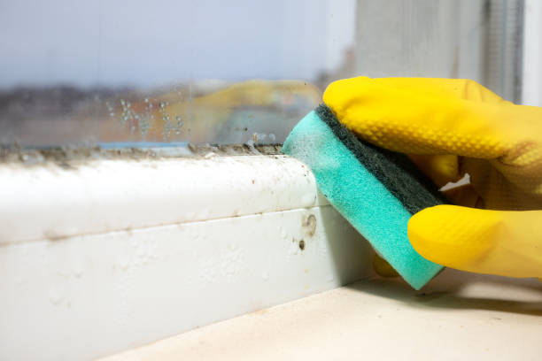 Best Professional Mold Removal  in Haughton, LA