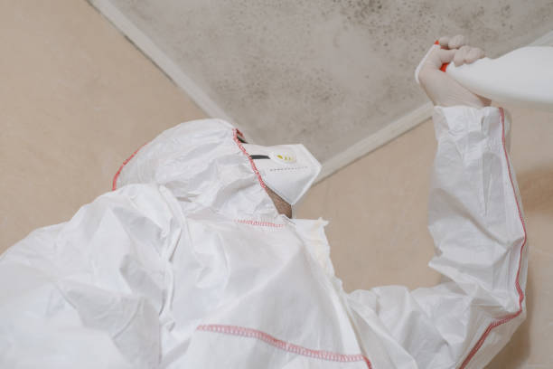 Best Same-Day Mold Removal  in Haughton, LA