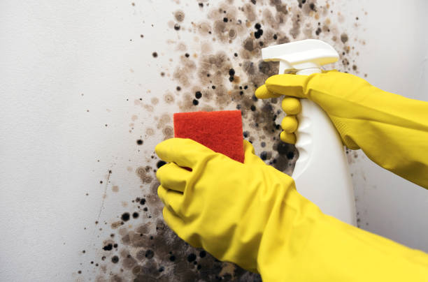 Best Commercial Mold Removal  in Haughton, LA