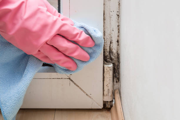 Best Best Mold Removal Companies  in Haughton, LA