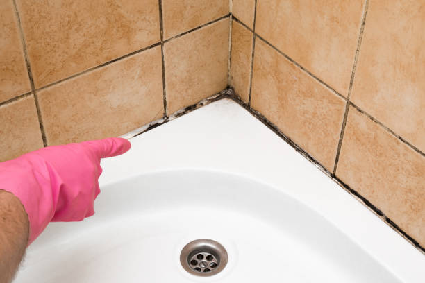 Best Commercial Mold Removal  in Haughton, LA
