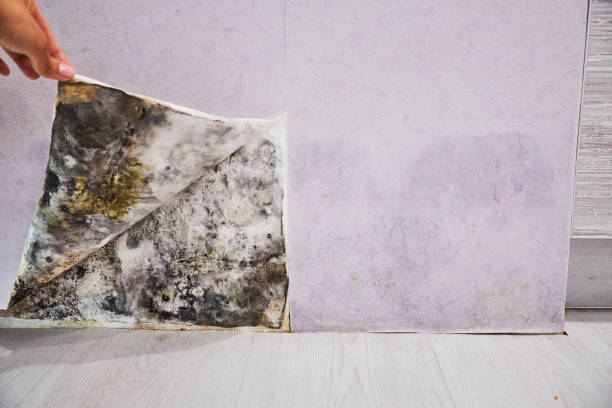 Best Mold Remediation  in Haughton, LA